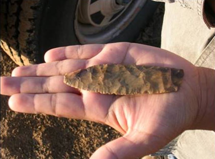 NMGC's Environmental team finds a fossil at a worksite.