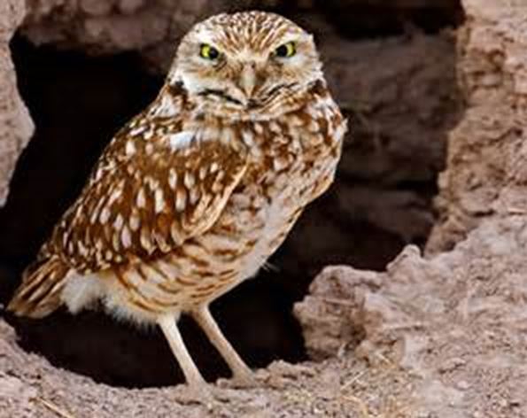 Endangered owl.